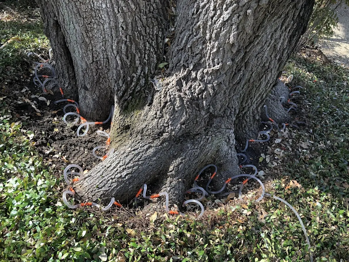 Detailed Tree Cabling and Bracing job site in Eleanor
