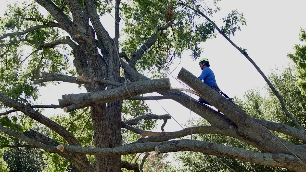Professional Hazardous Tree Removal performed by certified arborists in Eleanor
