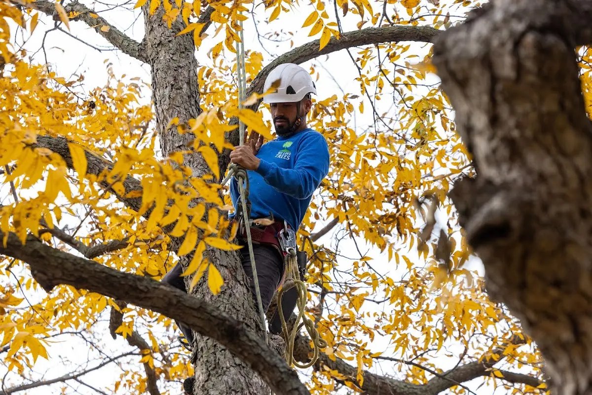 Skilled Emergency Tree Service crew working in Eleanor